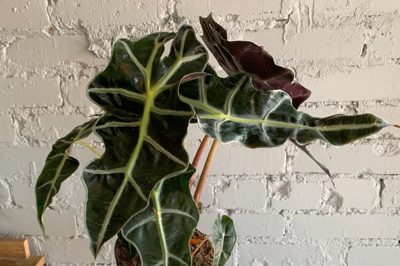 Alocasia Amazonica Polly Plant with purple under leaves