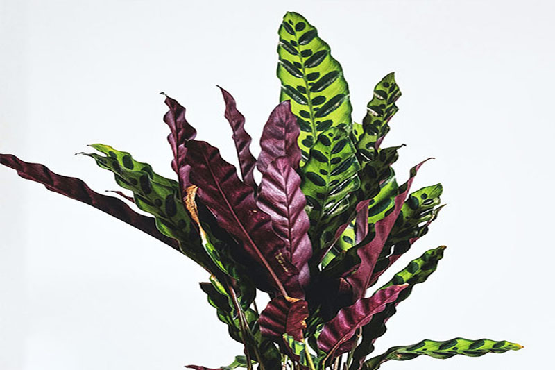 Calathea Rattlesnake