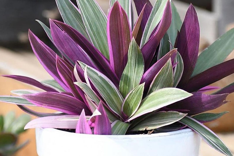Oyster plant