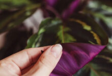 Plant with purple under leaves