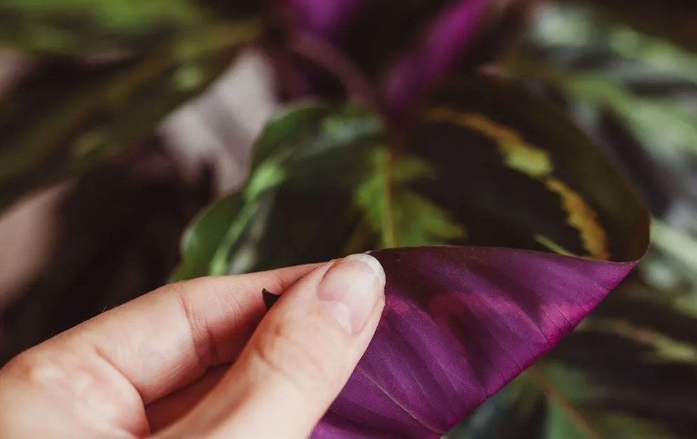 Plant with purple under leaves