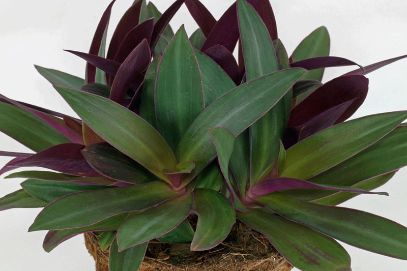 Plants with purple under leaves
