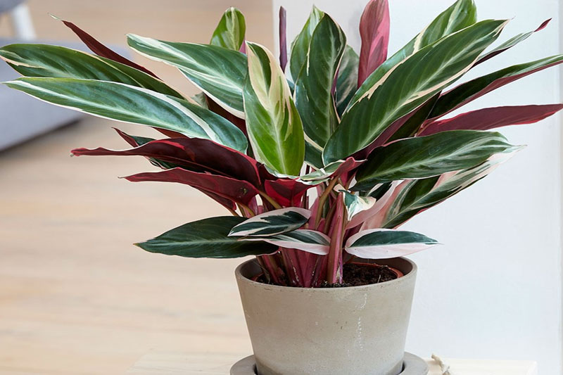 Stromanthe Sanguinea Triostar
