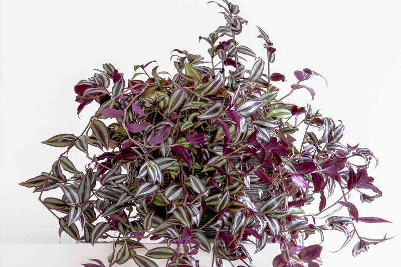 Wandering Jew