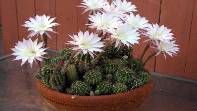 torch cactus
