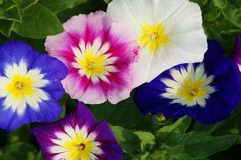 Morning glory flowers