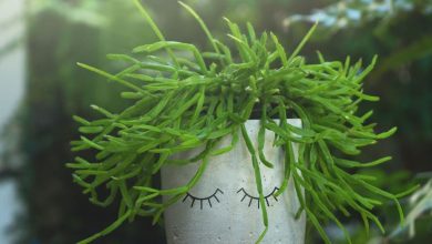 Rhipsalis Cereuscula