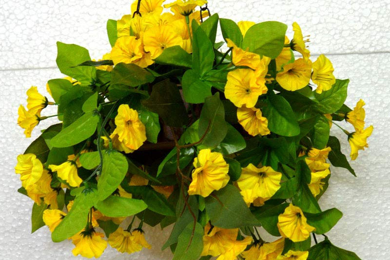 Shaggy dwarf morning-glory yellow