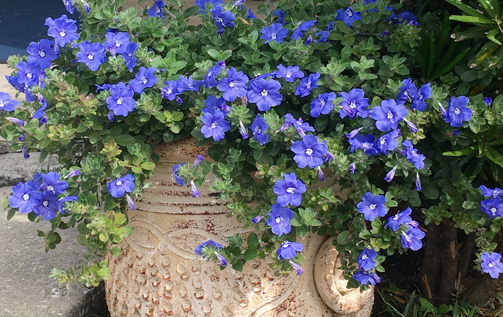Shaggy dwarf morning-glory